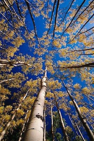 simsearch:700-00026833,k - Espe Bäume im Herbst Stockbilder - Lizenzpflichtiges, Bildnummer: 700-00184284
