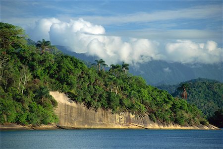 simsearch:700-00023230,k - Forêt littoral au Brésil, en Amérique du Sud Photographie de stock - Rights-Managed, Code: 700-00184287