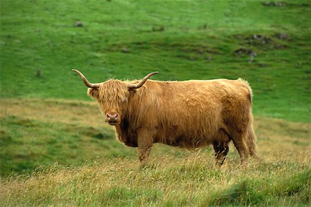 scottish cattle - Highland Cow Isle of Skye, Scotland Stock Photo - Rights-Managed, Code: 700-00184378