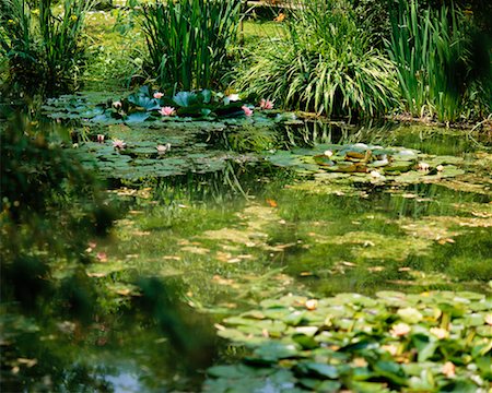 Jardin de Monet Photographie de stock - Rights-Managed, Code: 700-00184438