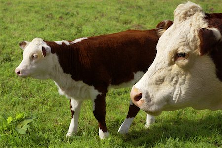 Hereford Cows Alburgh, England Fotografie stock - Rights-Managed, Codice: 700-00185011