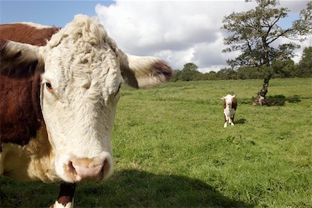 simsearch:700-00458426,k - Hereford Cows Alburgh, England Foto de stock - Direito Controlado, Número: 700-00185012