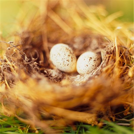 simsearch:400-04406903,k - Eggs in Nest Fotografie stock - Rights-Managed, Codice: 700-00185143