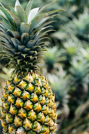 prickly object - Close-Up of Pineapple Stock Photo - Rights-Managed, Code: 700-00185198