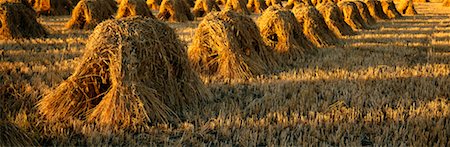 Stooks of Wheat Foto de stock - Con derechos protegidos, Código: 700-00185611