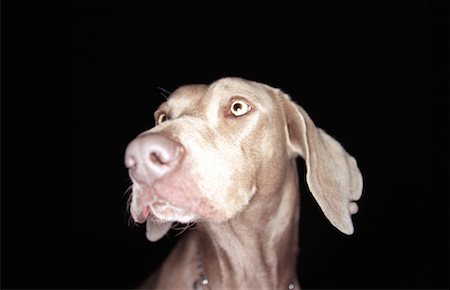 dog fear surprise - Weimaraner Stock Photo - Rights-Managed, Code: 700-00185957