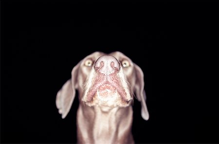 dog fear surprise - Weimaraner Stock Photo - Rights-Managed, Code: 700-00185959