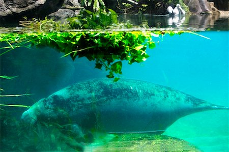 Manatee Foto de stock - Direito Controlado, Número: 700-00186247