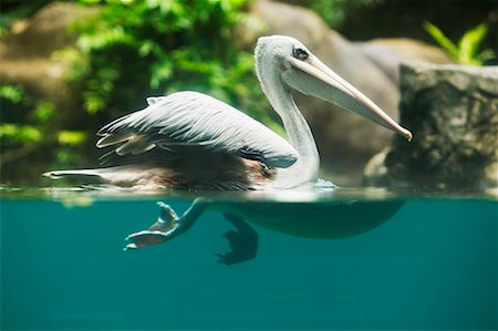 Pelican Foto de stock - Con derechos protegidos, Código: 700-00186248