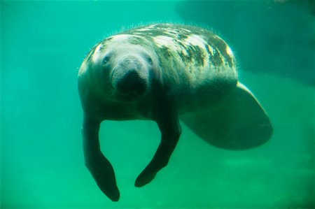 Manatee Stock Photo - Rights-Managed, Code: 700-00186249