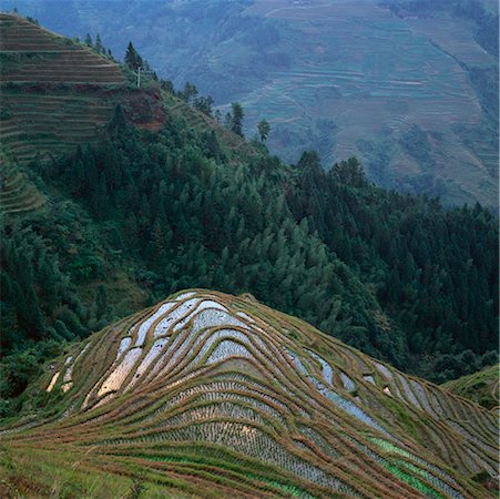 simsearch:700-02386266,k - Terraced Rice Paddy Longshan, China Stock Photo - Rights-Managed, Code: 700-00186509