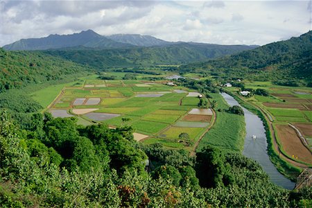 Champs de taro, vallée Hanalei, Kauai, Hawaii, Etats-Unis Photographie de stock - Rights-Managed, Code: 700-00186545