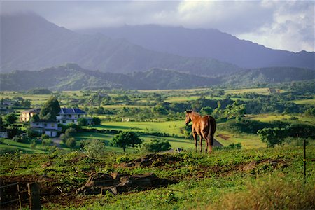 simsearch:700-00187471,k - Horse and Field Kauai, Hawaii, USA Foto de stock - Direito Controlado, Número: 700-00186547