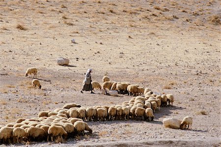 Shepherd with Flock of Sheep Israel Stock Photo - Rights-Managed, Code: 700-00186736