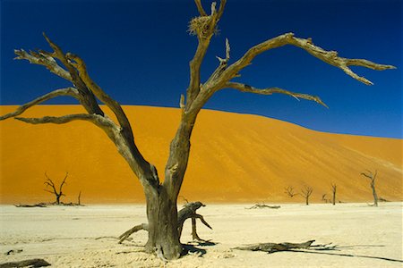 dead tree in desert - Namibia, Africa Stock Photo - Rights-Managed, Code: 700-00186839