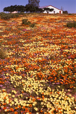 south african houses - Spring Time Namaqualand South Africa Foto de stock - Con derechos protegidos, Código: 700-00186879