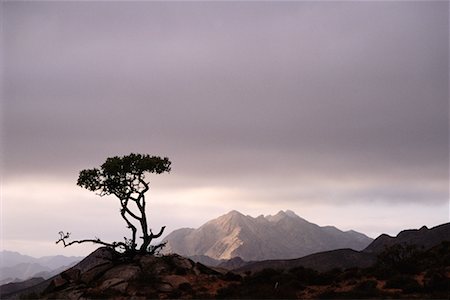 south africa scene tree - Richtersveld National Park South Africa Stock Photo - Rights-Managed, Code: 700-00186904