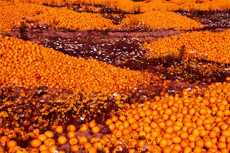 south africa scene tree - Piles of Oranges Cape Province South Africa Africa Stock Photo - Rights-Managed, Code: 700-00186923