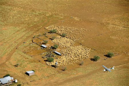 Rounding-Up Sheep with Airplane Fairfield, Queensland Australia Stock Photo - Rights-Managed, Code: 700-00187163