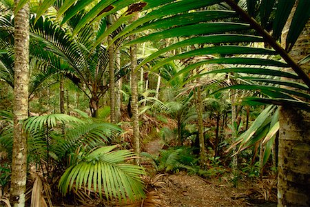 Foliage Norfolk Island National Park Norfolk Island, Australia Stock Photo - Rights-Managed, Code: 700-00187186
