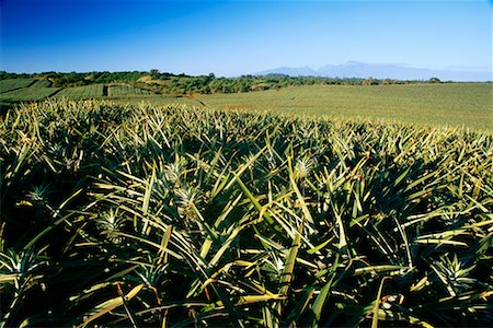pineapple field pic - Ananas champ Maui, Hawaii, USA Photographie de stock - Rights-Managed, Code: 700-00187473