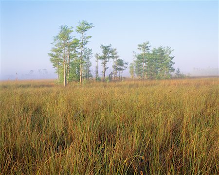 simsearch:700-00182058,k - Everglades National Park Florida, USA Stock Photo - Rights-Managed, Code: 700-00187529