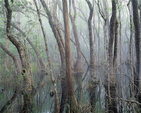 Appalachicola National Forest Florida, USA Foto de stock - Direito Controlado, Número: 700-00187522