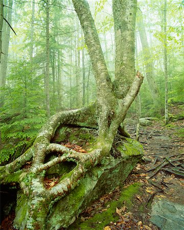 Franconia Notch State Park New Hampshire, USA Stock Photo - Rights-Managed, Code: 700-00187588