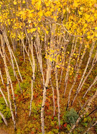 prince albert nationalpark - Vue d'ensemble de la forêt en automne Prince Albert National Park, Saskatchewan, Canada Photographie de stock - Rights-Managed, Code: 700-00187699