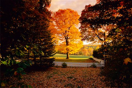 fall foliage in quebec - Backyard in Autumn Knowlton, Quebec Canada Stock Photo - Rights-Managed, Code: 700-00187706