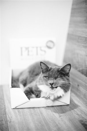 simsearch:700-00085281,k - Cat Lying in Box Stock Photo - Rights-Managed, Code: 700-00187814