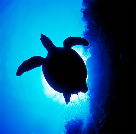 simsearch:600-02883263,k - Silhouette of Sea Turtle Stock Photo - Rights-Managed, Code: 700-00187885