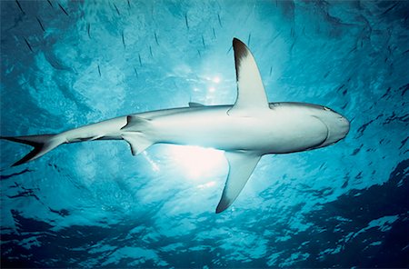 Black Tip Reef Shark Foto de stock - Con derechos protegidos, Código: 700-00187886