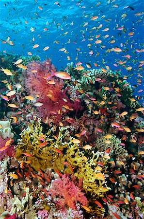 red sea reef africa - Underwater Scenic Stock Photo - Rights-Managed, Code: 700-00187887