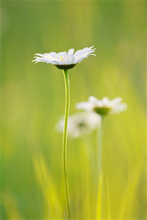Daisies Fotografie stock - Rights-Managed, Codice: 700-00188052