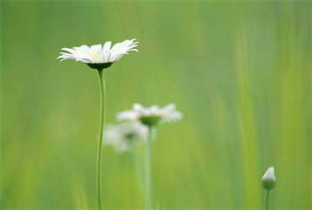 Daisies Fotografie stock - Rights-Managed, Codice: 700-00188053