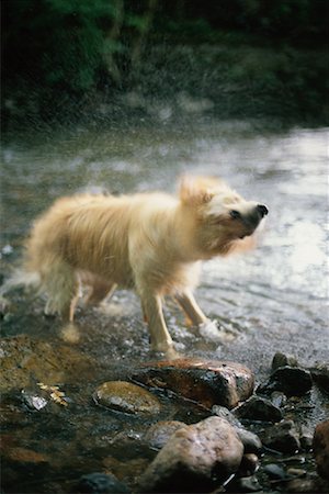 Dog Drying Off Ashburton, Devon England Stock Photo - Rights-Managed, Code: 700-00188567