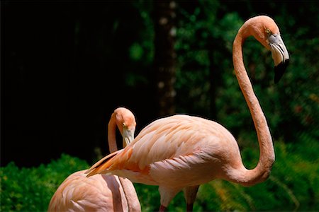 flamenco rosa - Flamingos Foto de stock - Con derechos protegidos, Código: 700-00188597