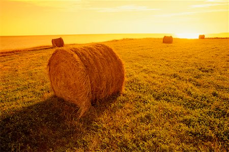 prince edward island farm - Hay Bales in Field Stock Photo - Rights-Managed, Code: 700-00188623