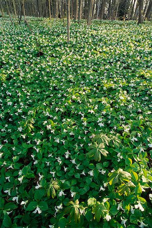 field of flowers ontario - Trillium Foto de stock - Con derechos protegidos, Código: 700-00188664