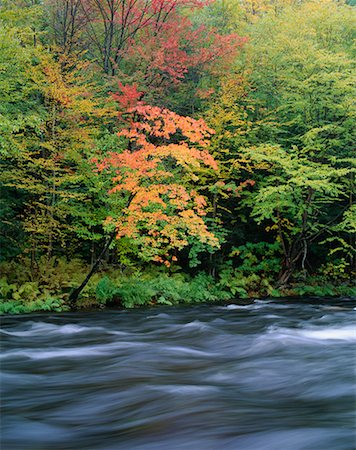 rivière oxtongue - Oxtongue River, Muskoka, Ontario, Canada Photographie de stock - Rights-Managed, Code: 700-00188667