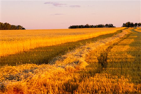 Golden Wheat Field Shoal Lake, Manitoba Stock Photo - Rights-Managed, Code: 700-00188695