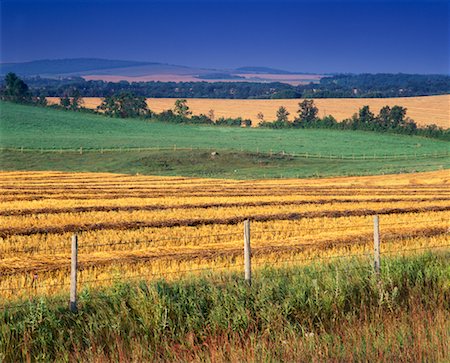 swathing - Wheat Field Pembina Valley Treherne, Manitoba Canada Stock Photo - Rights-Managed, Code: 700-00188707