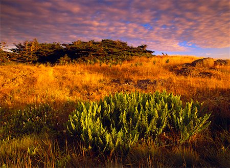 simsearch:700-03621380,k - Grassy Field at Dusk Brier Island Nova Scotia Canada Stock Photo - Rights-Managed, Code: 700-00188793