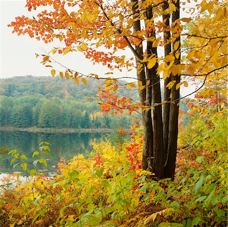 fall foliage in quebec - Gatineau Park in Autumn Quebec, Canada Stock Photo - Rights-Managed, Code: 700-00188929