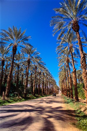 dale sanders - Car on Palm Tree-Lined Road California, USA Stock Photo - Rights-Managed, Code: 700-00189040