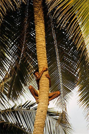 simsearch:700-02973023,k - Boy Climbing Palm Kovalam, Kerala State India Fotografie stock - Rights-Managed, Codice: 700-00189275