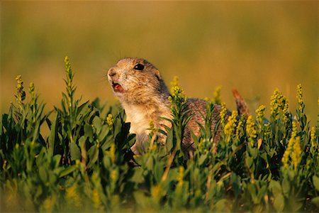 simsearch:700-00189326,k - Prairie Dog Stock Photo - Rights-Managed, Code: 700-00189326
