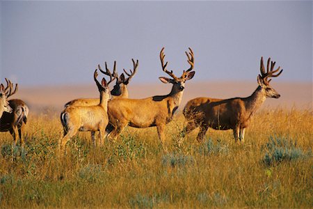 stati delle pianure - Deer Bucks Badlands National Park South Dakota, USA Fotografie stock - Rights-Managed, Codice: 700-00189322