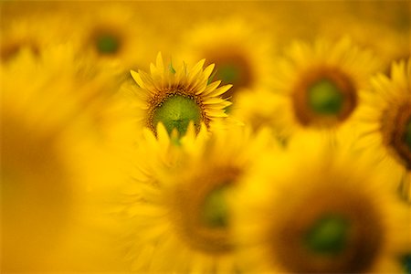 stati delle pianure - Sunflowers Fotografie stock - Rights-Managed, Codice: 700-00189346